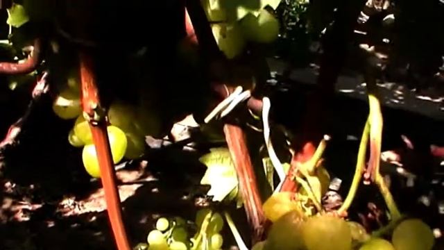 Сорт винограда "Арни" - сезон 2018 смотреть онлайн