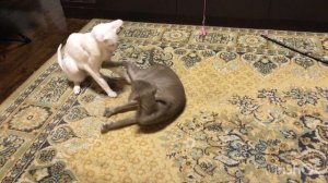 Победившего нет…