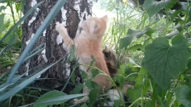 Шаманские пляски вокруг берёзы... ) смотреть онлайн