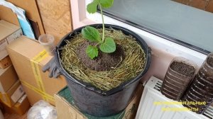 ОГОРОД НА БАЛКОНЕ Выращивание кабачка в ведре
