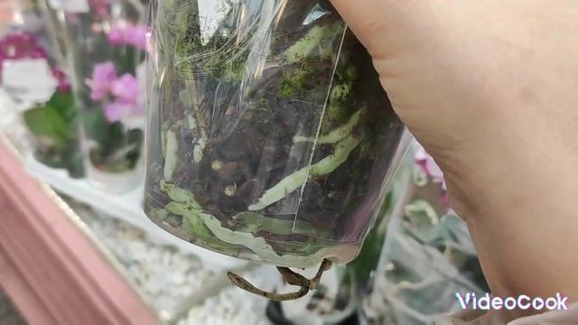 Обзор орхидей в СЦ "Дарвин", г. Пушкино#обзор#original#plants#orc смотреть онлайн