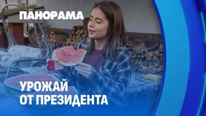 Белорусская школьница вырастила арбузы из семян, присланных с президентского подворья! Панорама