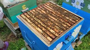 РОЕНИЕ ПЧЁЛ!!! МАТКА старая или молодая. Кто быстрее за?