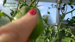 Томат СЕРДЦЕ МАРШИ. Обзор сортов ТОМАТОВ!