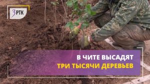 В Чите высадят три тысячи деревьев