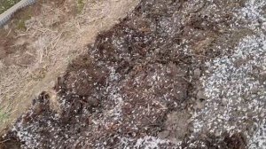 Готовим почву в грядке к высадке рассады. Результат бо