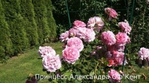 Краткий обзор розы Принцесс Александра Оф Кент (Англи?