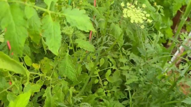 Только в плодородной почве можно вырастить шикарный у смотреть онлайн