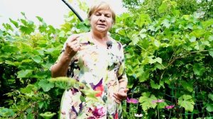 Домашний виноградник с Хитсад ТВ  🍇 Уход за Виноградо