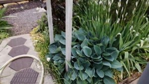 хвойные и экзотика на одном участке инжир гранат хурм?