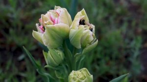 Купить луковицы Тюльпанов Бруклин. (Снежные факелы).