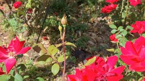 Роза Дабл Нокаут ( Double Knock Out) - Суперяркая, Обильноцвету