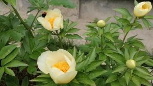 Пион Рой Персонс Бест Йеллоу(Roy Persons Best Yellow), и Пион Л?