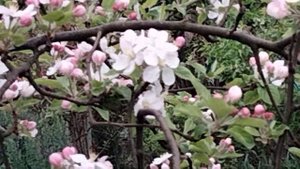 Цветут яблони,груши,черная смородина.