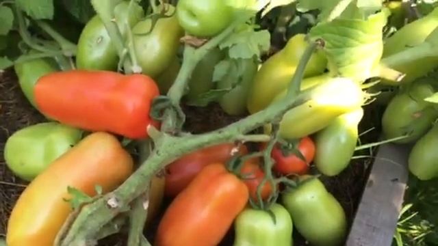 Томат Жиголо смотреть онлайн