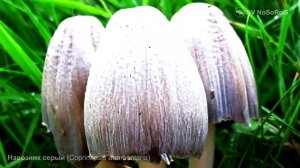 Навозник серый (Coprinopsis atramentaria)