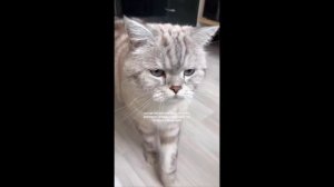 кот выполняет команды на татарском языке