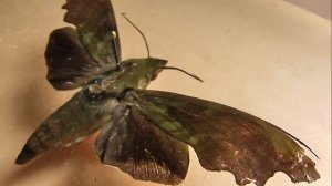 БРАЖНИКИ: 597. Stolidoptera tachasara