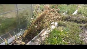 ❦ Как получить семена со своей моркови ? ❦ От посадки ?