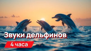 Звуки для соседей - звуки дельфинов с промежутками