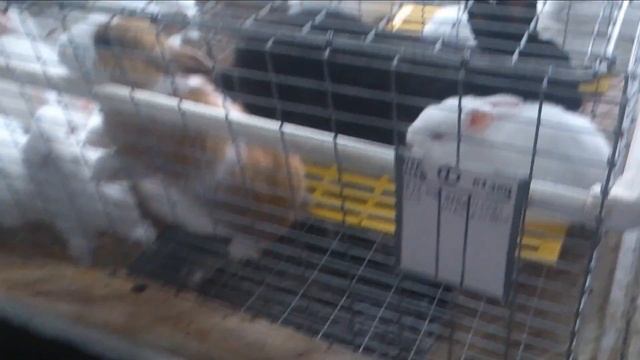 Устройство клетки для кроликов Автор А Салов