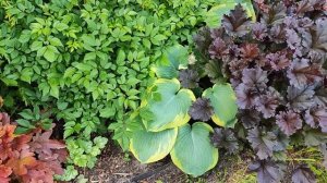 МИКСБОРДЕР с названиями растений июнь 2025