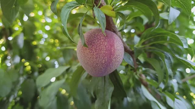 Слива Ред Харт смотреть онлайн