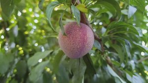 Слива Ред Харт