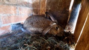 Вот они мои зайцы)))