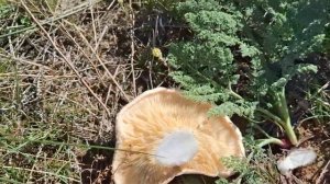 ГРИБ БЕЛЫЙ СТЕПНОЙ,ОДНОБОЧКА,ВЕШЕНКА СТЕПНАЯ.ЧТО ЗА Г?