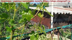 Плодоносность побегов ГФ винограда "Огненный". Вот нра