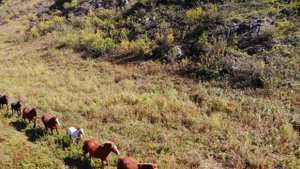 р. Катунь. Full HD.mp4