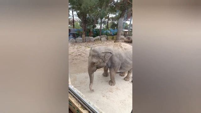 Прогулка по саду🥰наше путешествие на мой день рожден смотреть онлайн