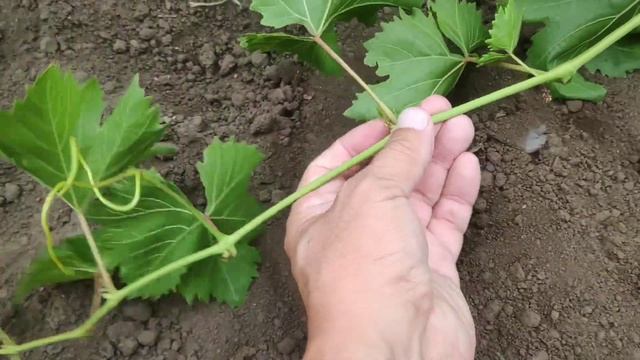 Прививка винограда без пробуждения почки смотреть онлайн