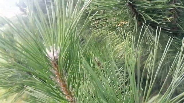 Сосна крымская или Сосна Палласа (Pinus nigra subsp. pallasiana) смотреть онлайн