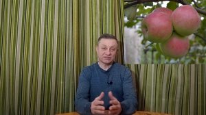 Сорт яблони Былина