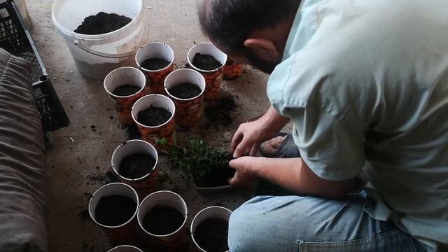 ФЕЙХОА выращивание, пикирование в горшки ВОЛГОГРАД смотреть онлайн