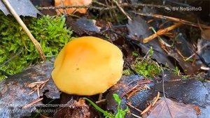 Опёнок серопластинчатый (Hypholoma capnoides)