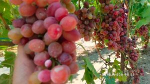 Виноград  Фаэтон  Писанка О.М.