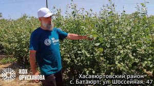 Слива сорта Стенлей