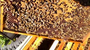 От Пакета ПЧЕЛ до ФЛЯГИ Меда часть - 2 | Пчелопакет | Пче?