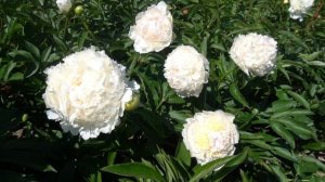 Пион Бразер Чак.-Brother Chuck    -Klehm, 1995,