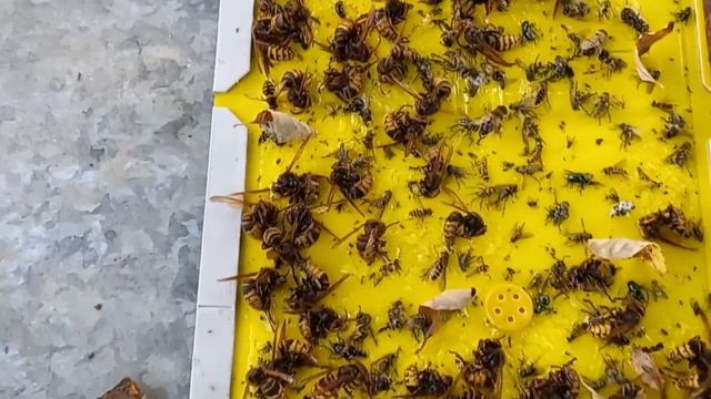 Эти шершни больше не охотятся на пчёл. смотреть онлайн