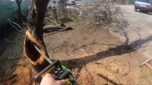 Омолаживающая обрезка старой яблони. Личный опыт.