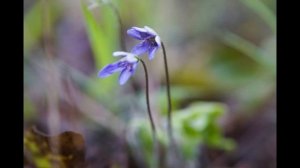Весна в лесу. Первые цветы