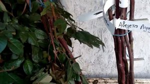 красавицы😊штамбовые😍розы🌹#роза #штамбовыерозы #пи