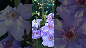 Клематис Ашва в Подмосковье.Середина июня 2023 года.