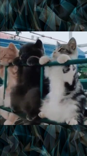 Три котенка на заборе смотреть онлайн