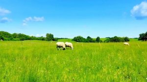 Зеленые луга - музыка для настроения и восстановления энергии
