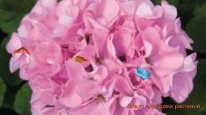 Пеларгония зональный Квиксильвер 🌿 Квиксильвер обзо